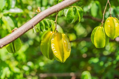 Carambola, aynı zamanda yıldız meyvesi olarak da bilinir. Ağaçta büyüyen yıldız meyveleri. Tropikal doğa, tarım ve organik üretim kavramı.