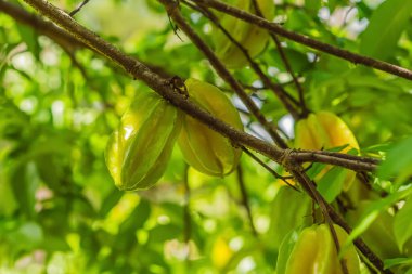 Carambola, aynı zamanda yıldız meyvesi olarak da bilinir. Ağaçta büyüyen yıldız meyveleri. Tropikal doğa, tarım ve organik üretim kavramı.