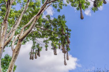 Bird nests of Montezuma Oropendola hanging from tree branches against a cloudy sky. Nature, wildlife, and habitat concept. clipart