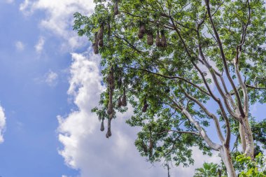 Montezuma Oropendola 'nın kuş yuvaları bulutlu bir gökyüzüne karşı ağaç dallarından sarkan. Doğa, vahşi yaşam ve yaşam alanı kavramı..