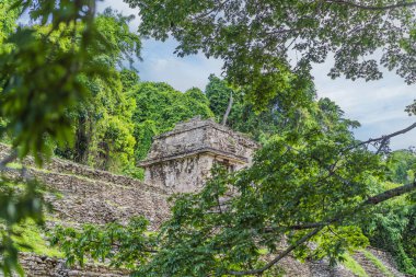 Meksika 'daki Palenque antik piramitleri, yemyeşil ormanlarla çevrili. İkonik arkeolojik sitede Maya kültürü ve tarihi sergileniyor. Seyahat, tarih ve macera konsepti.