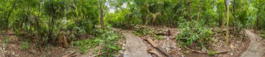 Scenic panoramic pathway winding through lush Mexican jungle, surrounded by vibrant greenery and tropical plants. Adventure, nature exploration, and eco-tourism concept in a stunning natural setting. clipart