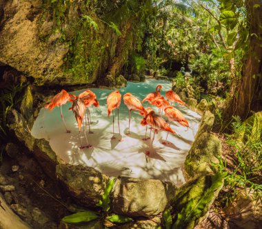 Flock of pink flamingos in a serene park setting. Vibrant wildlife and lush greenery create a tropical paradise. Wildlife observation, nature appreciation, and exotic travel concept. clipart