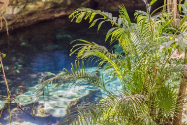Büyüleyici Yucatan cenote kristal berraklığında turkuaz suyla çevrili, yemyeşil doğayla çevrili. Macera, seyahat ve doğal merak konsepti.