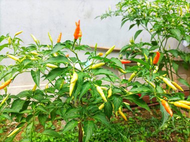 Bahçedeki kırmızı biber bitkileri