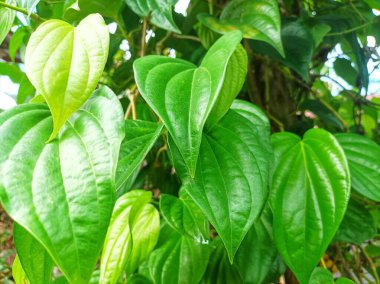 Tıbbi bitkiler için betel yaprakları