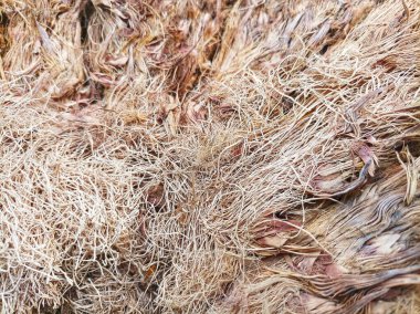 Yakından görülen kuru boş demetler