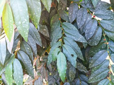 Yaprakları dökülen tatlı bitkiler.