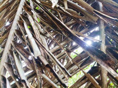 Ağaçlardan sarkan kuru palmiye dalları