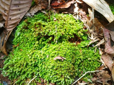 Ağacın altında yeşil yosun yetişiyor.