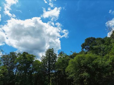 Gün boyunca görünen ağaçlar