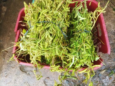 hasat edilip bir sepete istiflenmiş soya fasulyesi bitkileri.