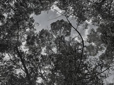 Siyah beyaz arka planda gölgeli dalları olan birkaç ağaç.