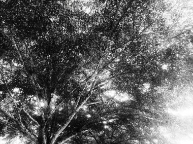 Siyah beyaz arka planda büyük ve gölgeli bir ağaç