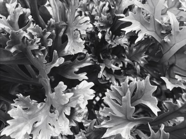 Siyah ve beyaz arkaplanda süs bitkileri var.