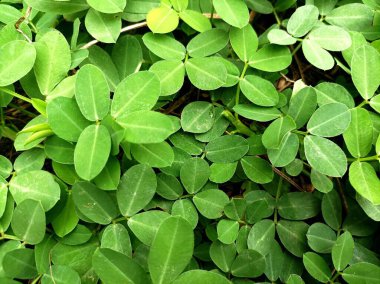 Evin bahçesinde yeşil yapraklı bitkiler