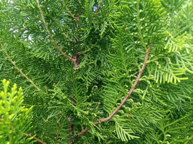 bir çam ağacının dalları