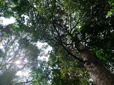 Gün boyunca arka planda görünen büyük bir ağacın dalları