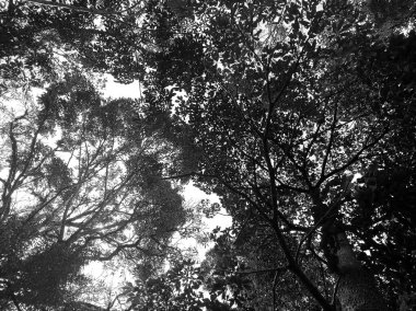 Siyah beyaz arka plandaki büyük bir ağaçtan dallar