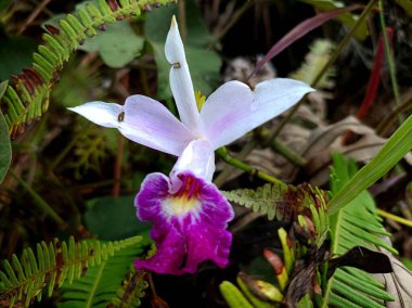 güzel Arundina graminifolia orkidesi
