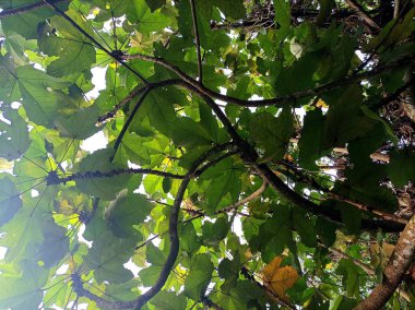 Büyük bir ağaçtan dal yaprakları