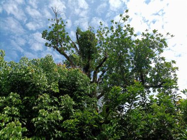 Güneşli bir günde görünen büyük ağaç dalları