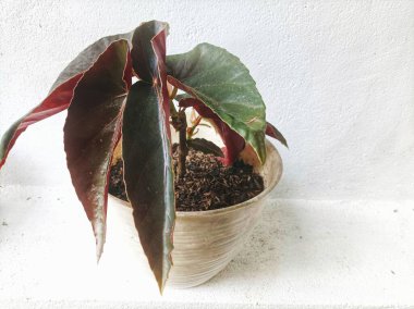 Süslü bitkiler evin önünde sergileniyor.