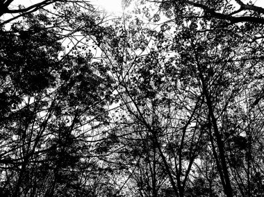 Siyah ve beyaz arkaplanda ağaç dalları