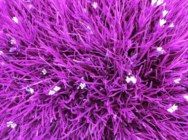 beautiful purple ornamental grass clipart