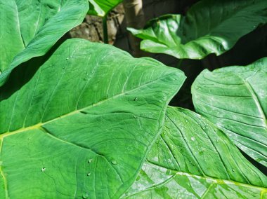 Colocasia esculenta büyük ya da büyük taro bitkisi