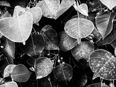 Siyah beyaz arka planda yeşil yapraklı orman bitkileri