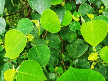 yeşil yapraklı orman bitkileri