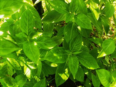 taze sebzeler için yeşil fesleğen