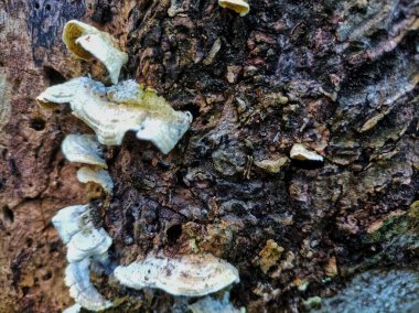 Ölü ağaç gövdelerinde büyüyen beyaz mantar.