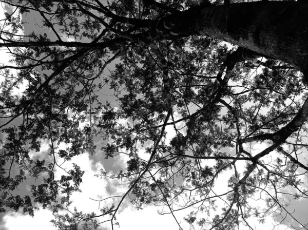large tree branches on a black and white background