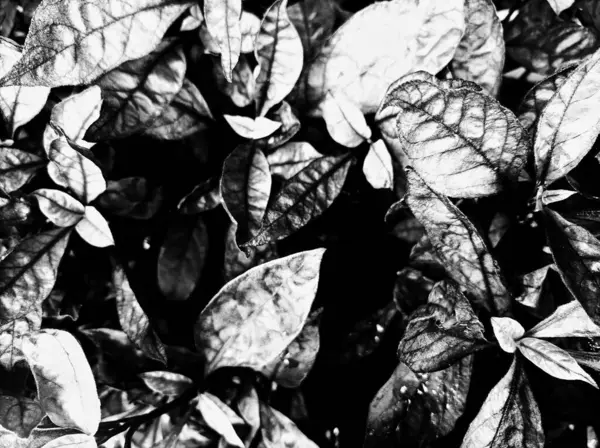 stock image ornamental plants on a black and white background