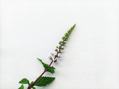 cat's whisker plant for herbal medicine clipart