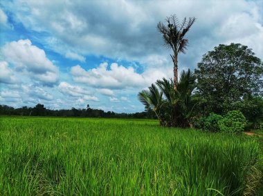 views of rice fields and large trees from a distance clipart