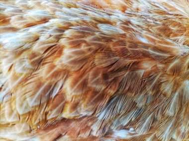 Yatan tavuk tüylerinin deseni.