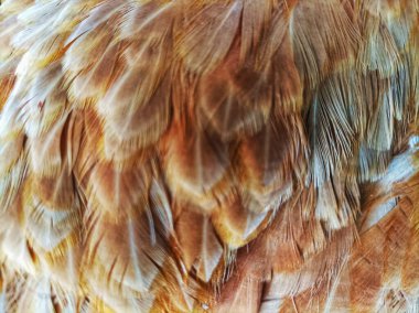 Yatan tavuk tüylerinin deseni.