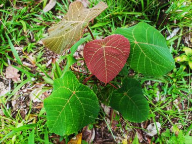 Küçük orman bitkilerinden ağaçlar