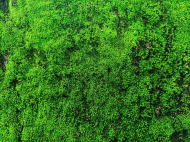 Kalın yeşil yosun çimento duvarlarda yetişiyor.