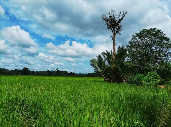 Pirinç tarlalarının ve uzak mesafeden geniş ağaçların manzarası