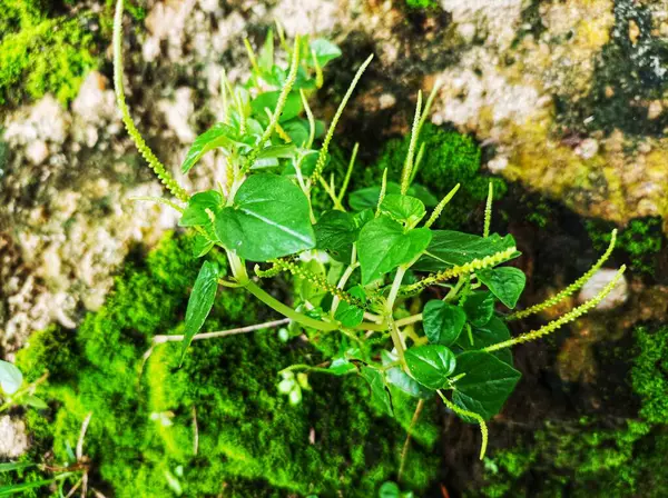 stock image Chinese betel plants are grown as medicinal plants