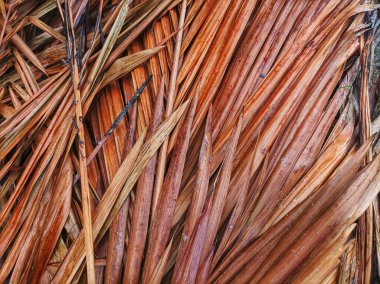 Güneşte kurumuş ya da kurutulmuş sago yaprakları.
