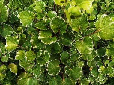 Akşam yemeği tabağı aralia bitkileri genellikle içeride ya da kapının önünde tutulur.