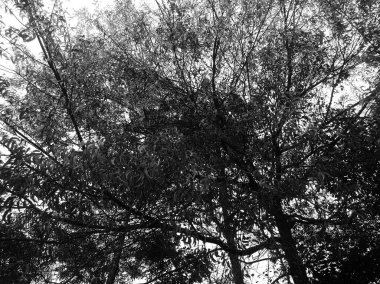 Siyah ve beyaz arkaplanda geniş bir okaliptüs ağacı