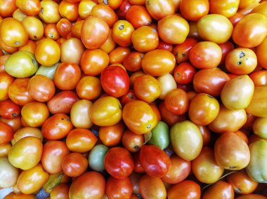 Taze toplanmış domates yığını