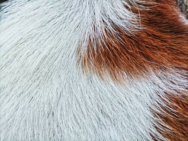 Keçi kürkünün dokusu yakından görülebilir.