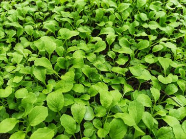 Ekilmeye hazır hardal yeşillikleri için kreş.